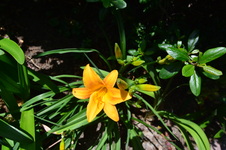 Enlarge photo 197