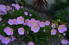 Enlarge photo 203