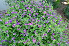 Enlarge photo 204