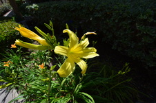 Enlarge photo 209