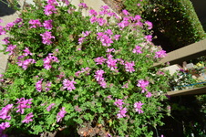 Enlarge photo 210