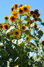 Enlarge photo 216