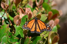 Enlarge photo 217