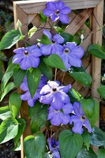 Enlarge photo 71