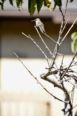 Enlarge photo 73