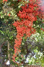 Enlarge photo 87