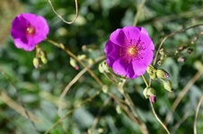 Enlarge photo 88