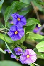 Enlarge photo 92