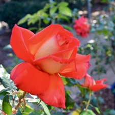 Enlarge photo 95