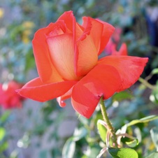Enlarge photo 96