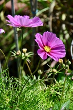 Enlarge photo 151