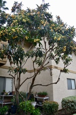 Enlarge photo 159