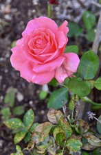 Enlarge photo 172