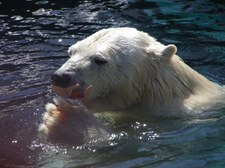 Polarbears
