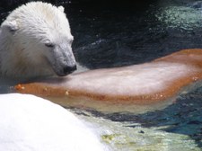Enlarge photo 55
