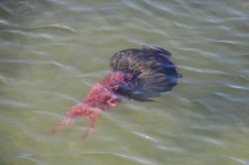 Enlarge photo 1