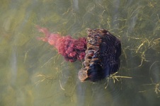 Enlarge photo 13