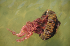 Enlarge photo 20