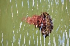 Enlarge photo 25