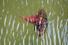 Enlarge photo 26