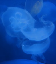Enlarge photo 28