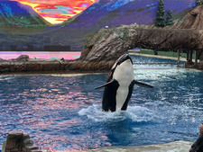 Enlarge photo 4
