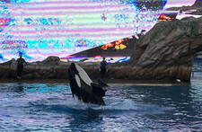 Enlarge photo 51