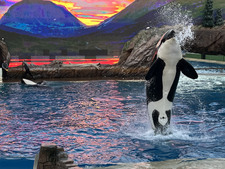 Enlarge photo 33