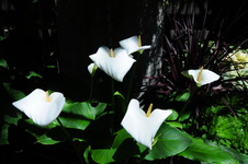 Enlarge photo 12