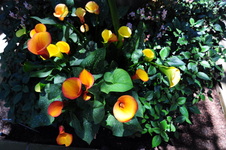 Enlarge photo 20