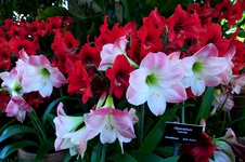 Enlarge photo 25