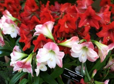 Enlarge photo 32