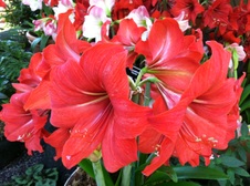 Enlarge photo 33