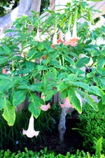 Enlarge photo 66