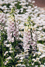 Enlarge photo 68
