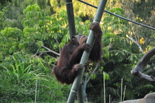 Enlarge photo 24