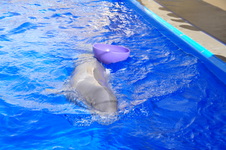 Enlarge photo 29