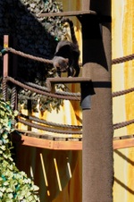 Enlarge photo 82
