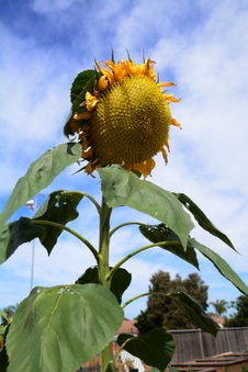 Enlarge photo 37