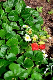 Enlarge photo 39