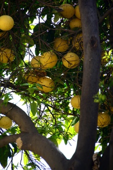 Enlarge photo 40