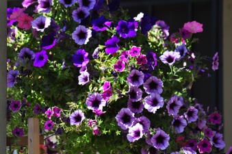 Enlarge photo 69