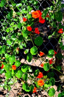 Enlarge photo 82