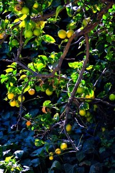 Enlarge photo 7