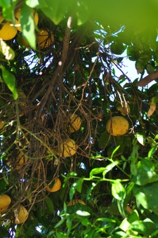 Enlarge photo 91