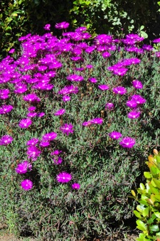 Enlarge photo 102