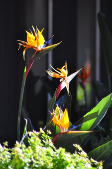 Enlarge photo 160