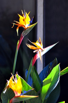 Enlarge photo 162