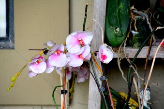 Enlarge photo 184