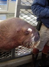 Walrus